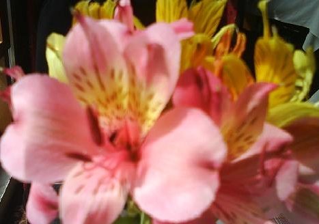  Alstroemeria flower bulbs India