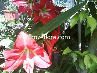 Amaryllis Lily Groveflora flower bulbs India