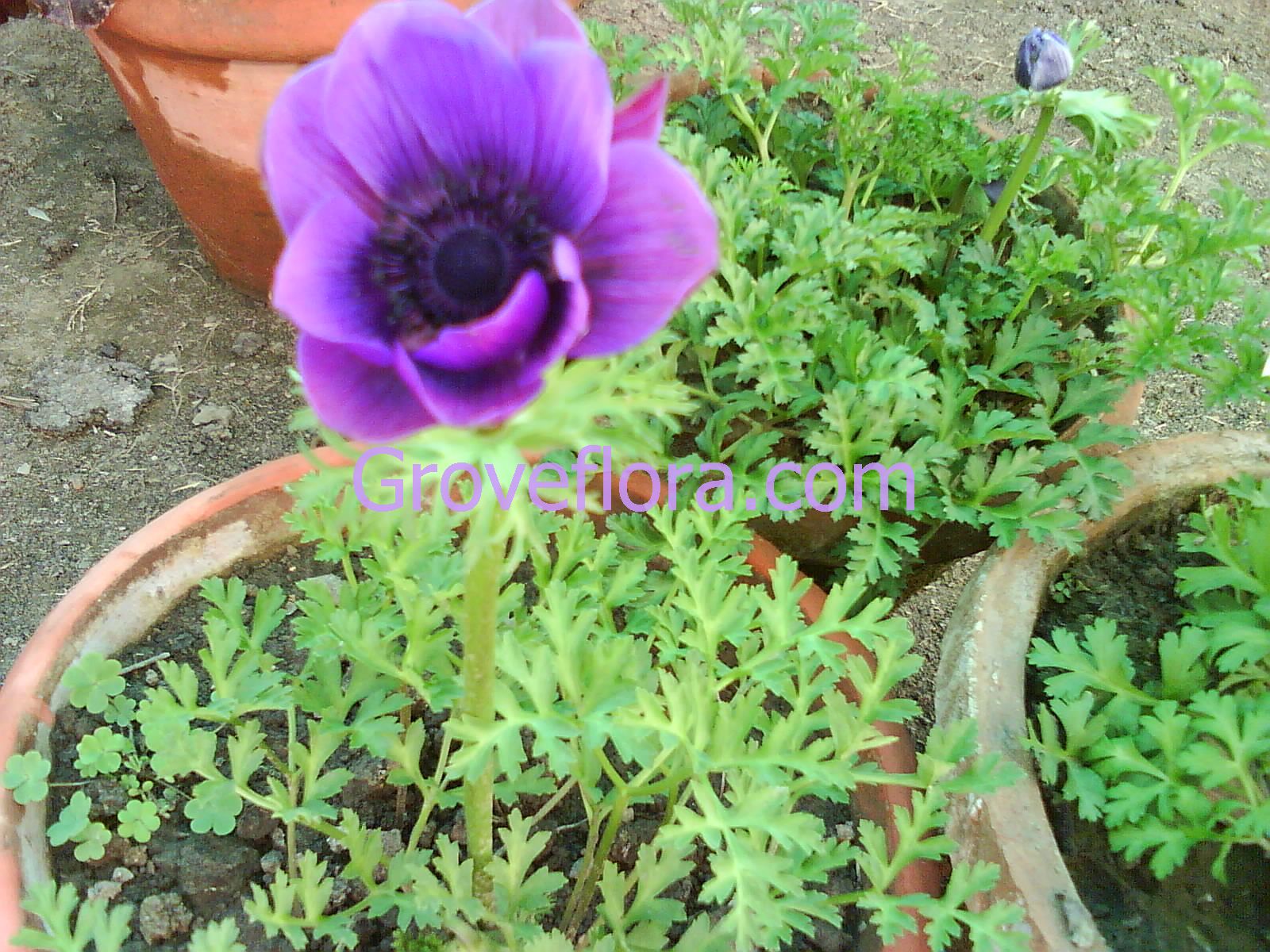 Blue Anemone flower bulbs India