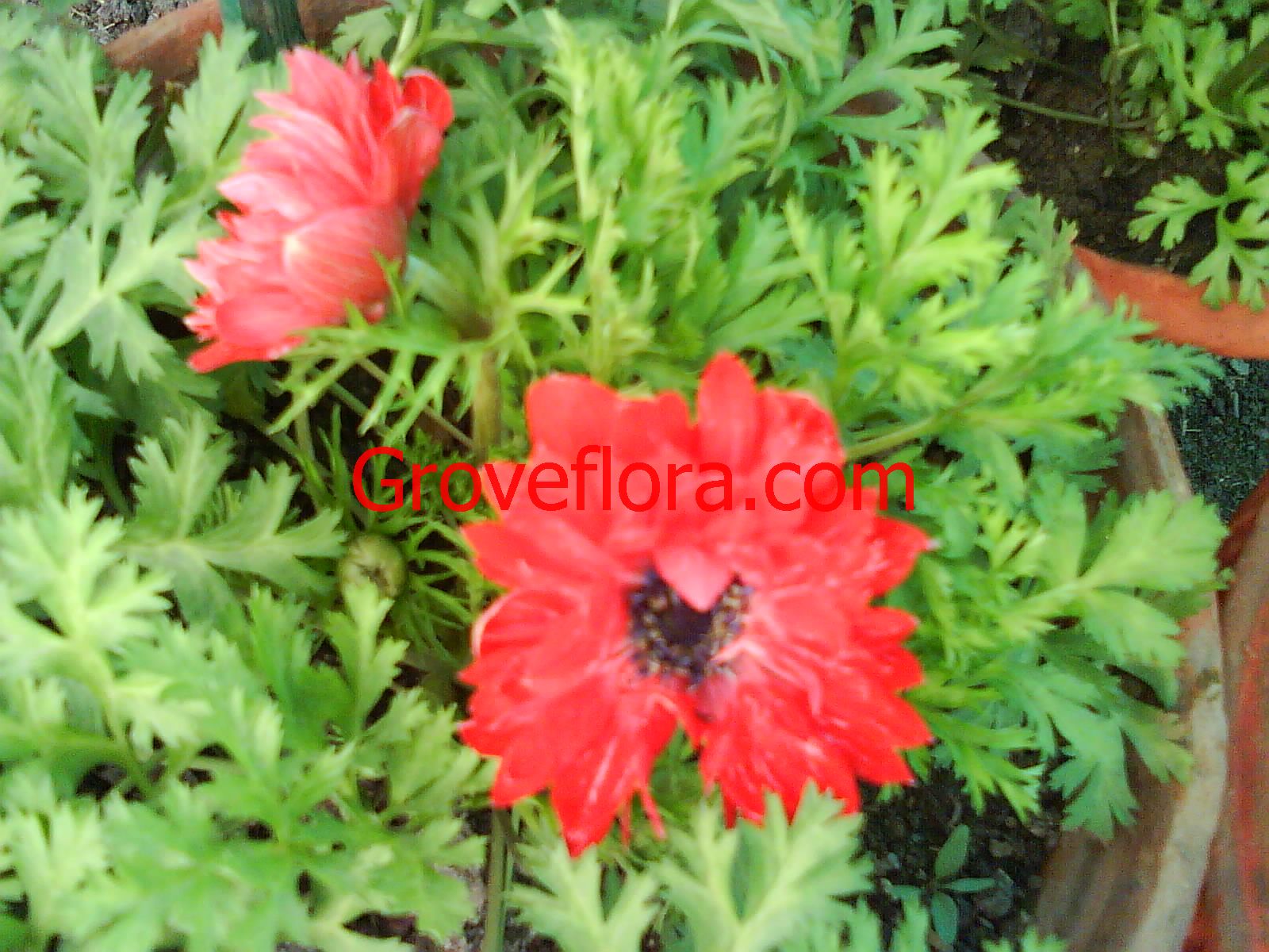 Red Anemone bulbs India