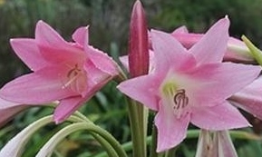 Crinum Lily bulbs India