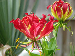 Gloriosa flower bulbs India