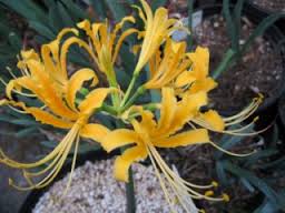 GoldenLycoris flower bulbs India