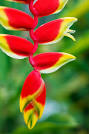 Heliconia flower bulbs India