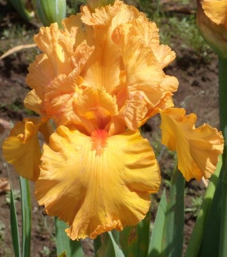 Iris flower bulbs India