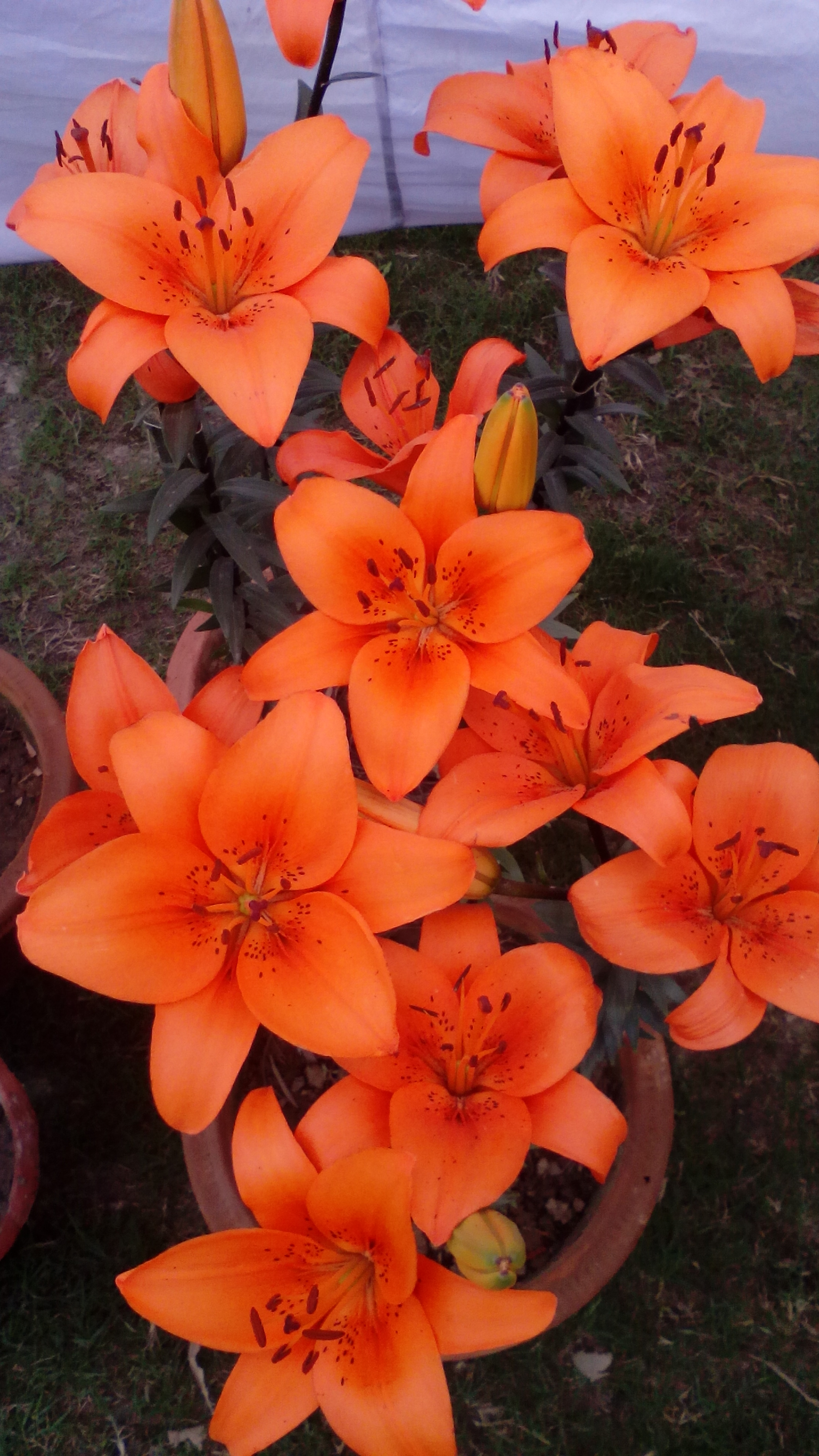 Liliums_asiatic_Orange bulbs India