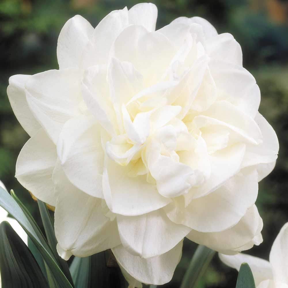 White_Daffodil flower bulbs India
