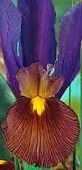Iris flower bulbs India