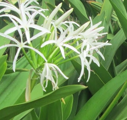 Spider Lily bulbs India
