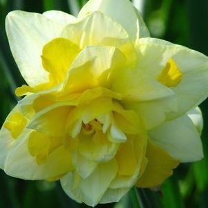 White_Yellow_Daffodil bulbs India