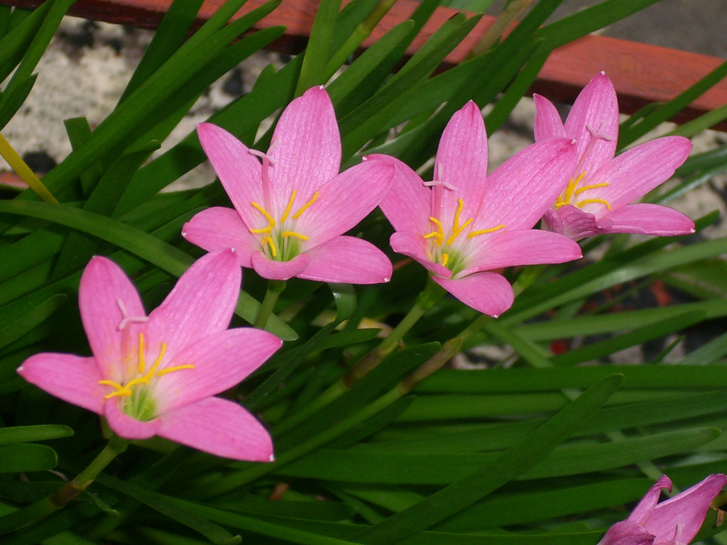 Zephyranthes Rain Lily bulbs India
